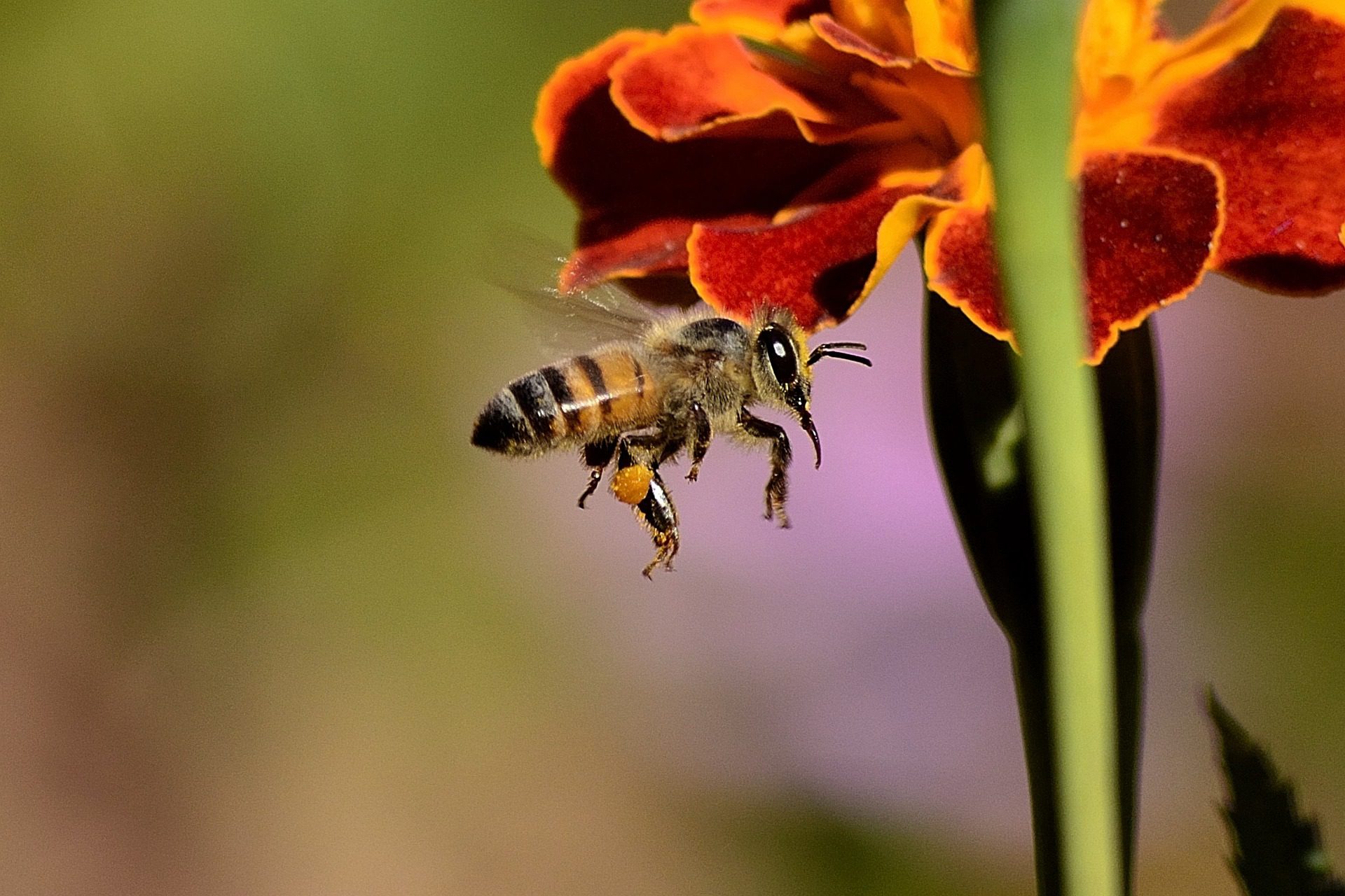 bee-g0802e3dc2_1920