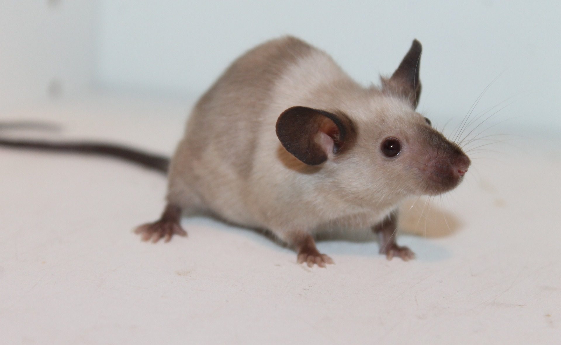 mouse-g0132d21eb_1920