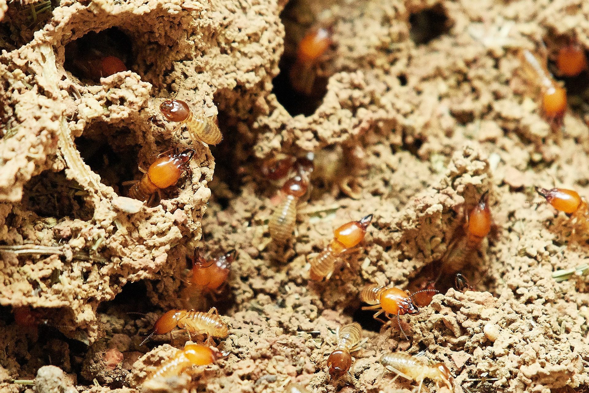 termites-g51489aef8_1920